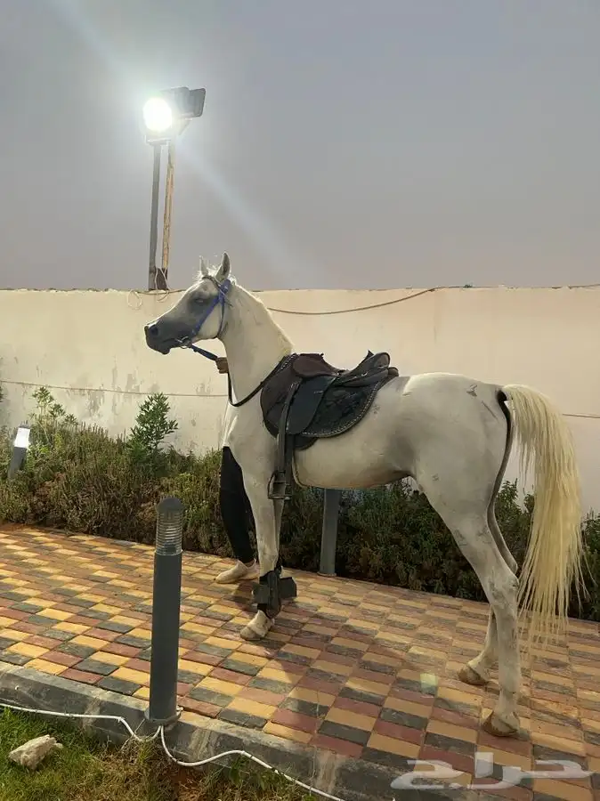 خيول وجمال وسيسي للإيجار  15