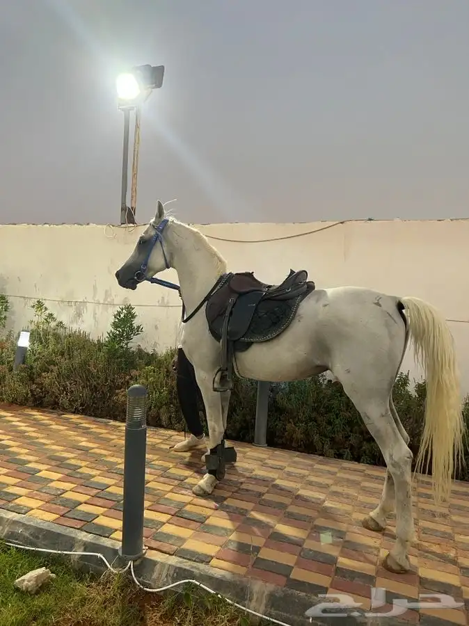 خيل وجمال لتغطية المهرجانات أنحاء المملكة 18