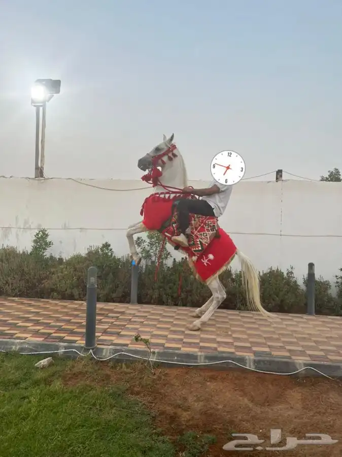 خيل وجمال لتغطية المهرجانات أنحاء المملكة 17