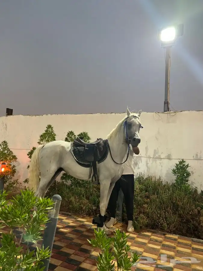 خيول وجمال وسيسي للإيجار  13