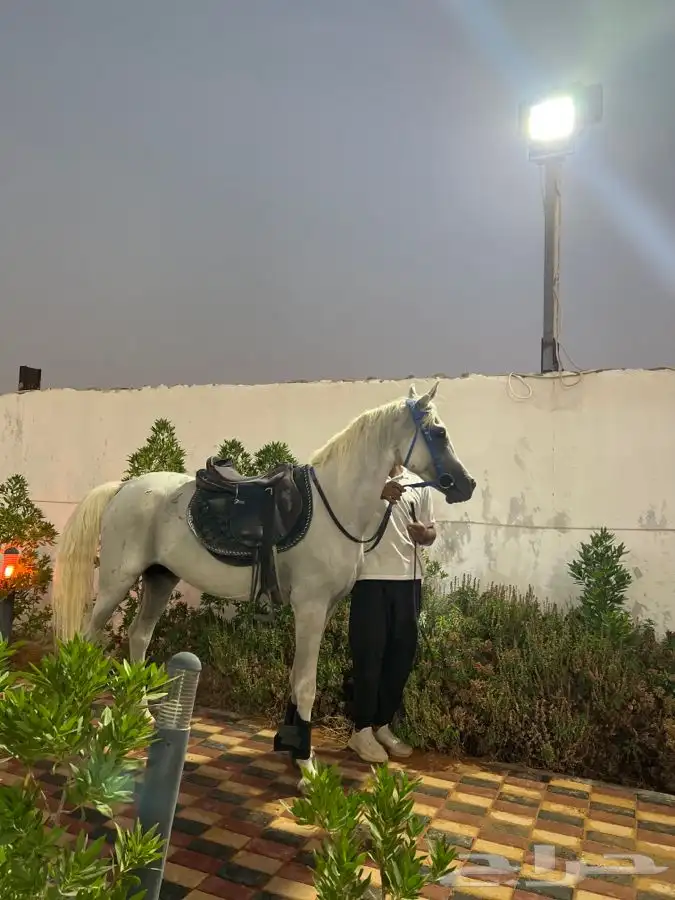 حصان وسيسي للإيجار اليومي 22