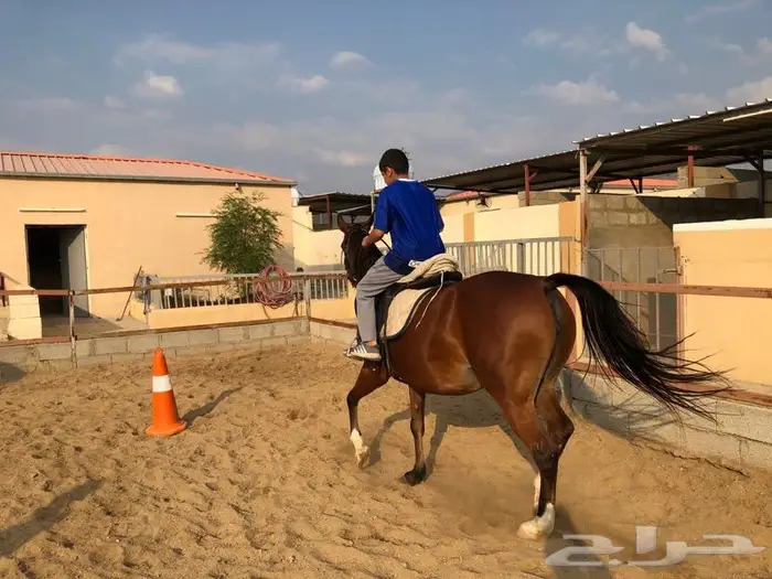 تعليم ركوب الخيل 3