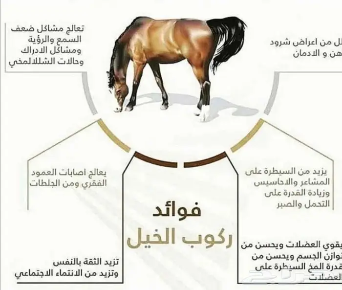 تعليم ركوب الخيل 6