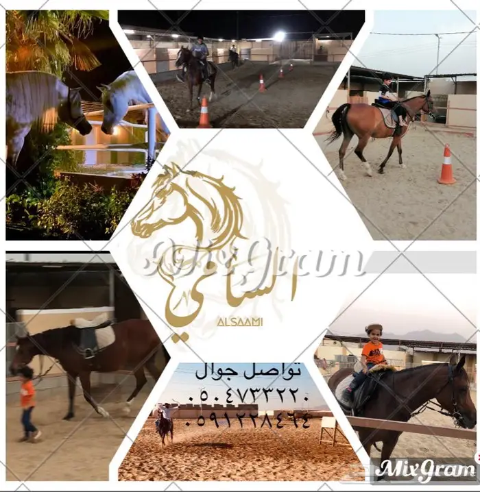 تعليم ركوب الخيل 5