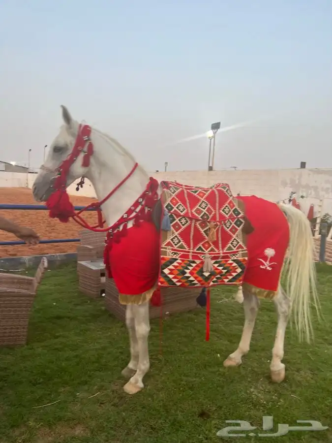 حصان كبير وسيسيات للإيجار 28