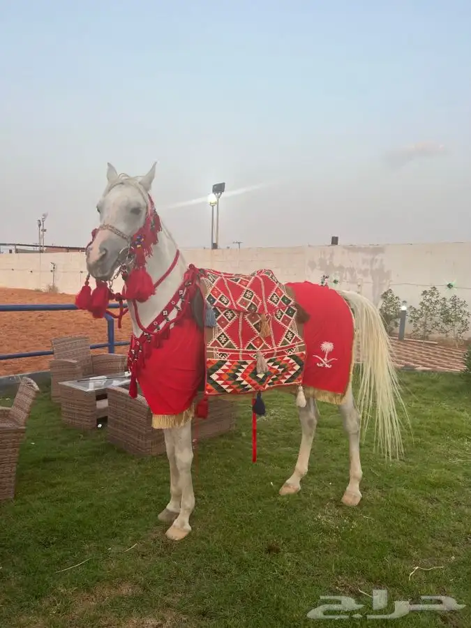 تدريب على ركوب الخيل 15