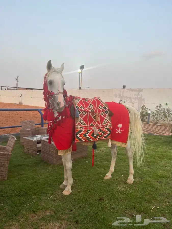 حصان كبير وسيسيات للإيجار 27