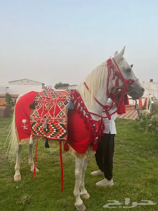 حنطور مع الحصان للإيجار  21