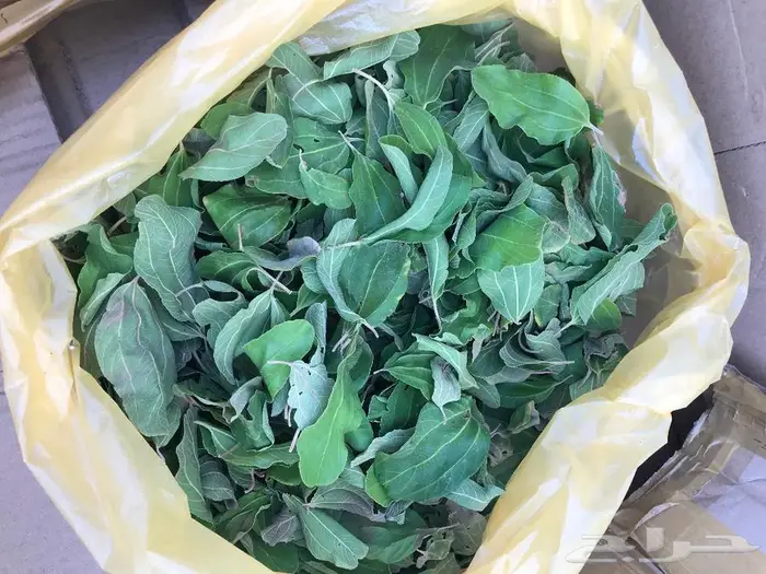 ورق شجر السدر نبق كنار عضوي بلدي طازج طازج قطف حسب الطلب 0
