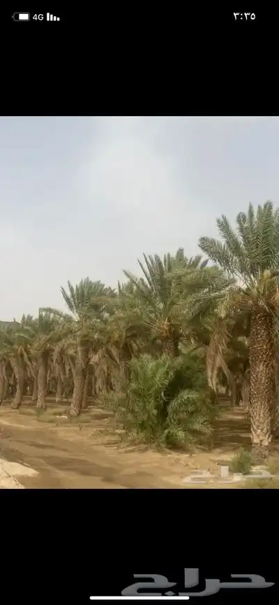 سعف نخل جريد لبييع جاهز 9