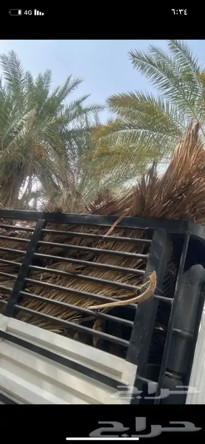 سعف نخل جريد لبييع جاهز 2