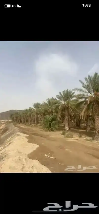 سعف نخل جريد لبييع جاهز 3