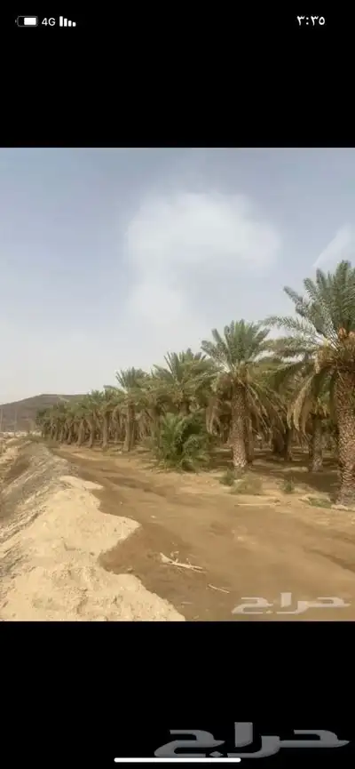 سعف نخل جريد لبييع جاهز 10