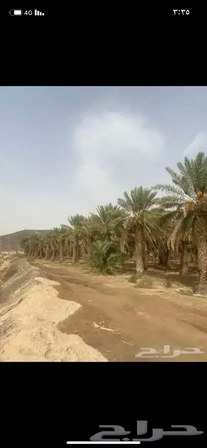 سعف نخل جريد لبييع جاهز 10