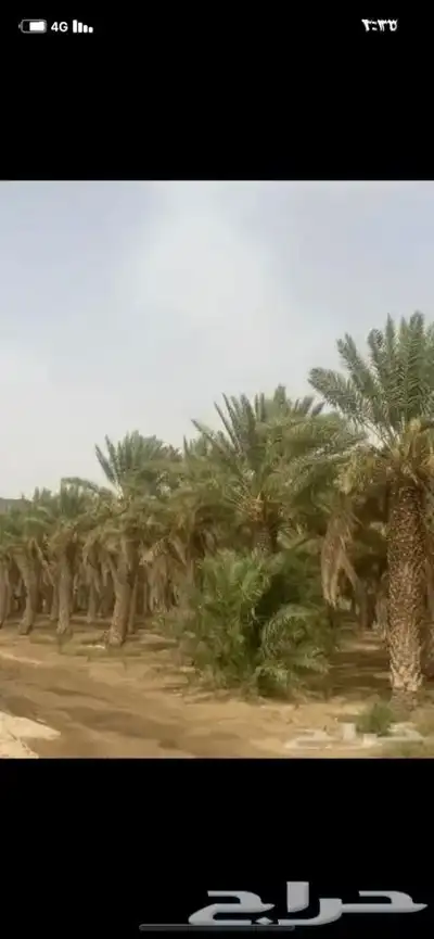 سعف نخل جريد لبييع جاهز 6