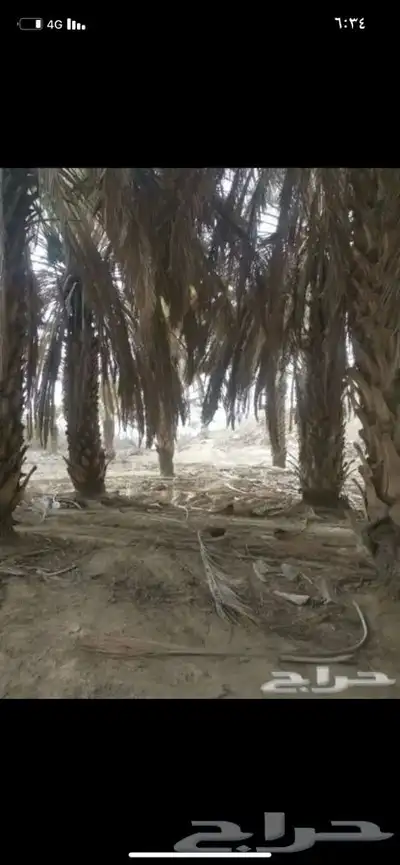 سعف نخل جريد لبييع جاهز 5