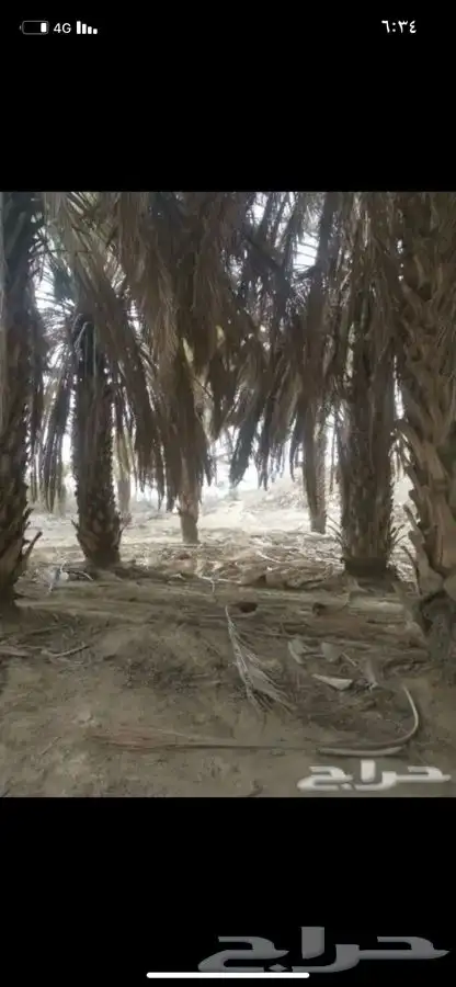 سعف نخل جريد لبييع جاهز 5
