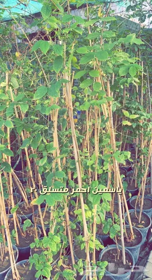 شتلات واشجار باسعار مخفضه 3