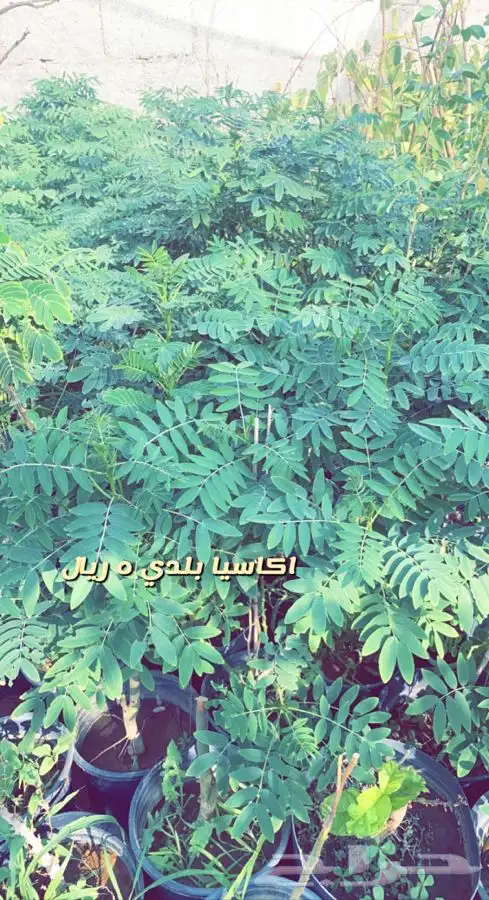 شتلات واشجار باسعار مخفضه 0