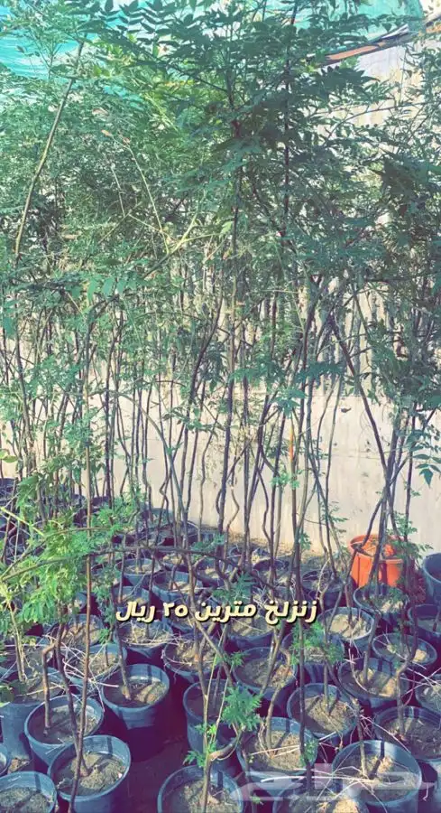 شتلات واشجار باسعار مخفضه 7