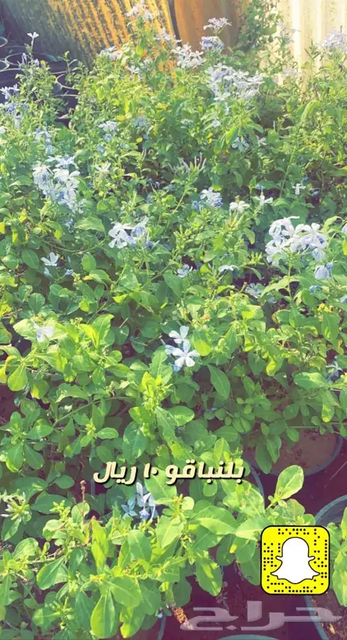 شتلات واشجار باسعار مخفضه 5