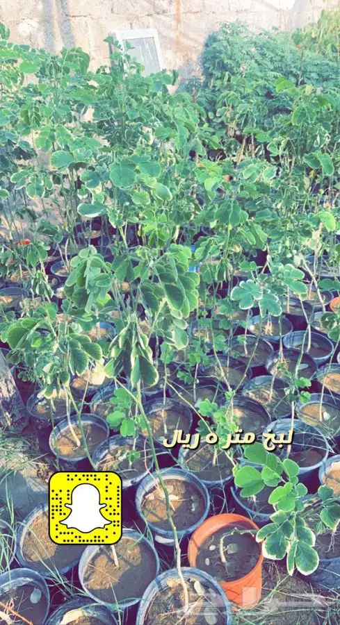 شتلات واشجار باسعار مخفضه 2