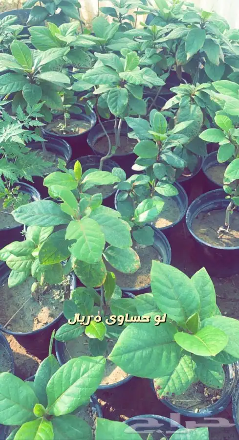 شتلات واشجار باسعار مخفضه 6