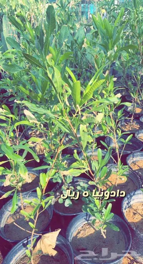 شتلات واشجار باسعار مخفضه 1
