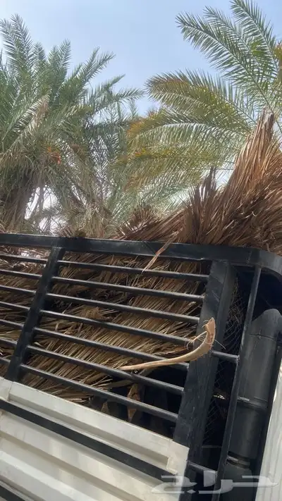 سعف نخل جريد لبييع جاهز 14
