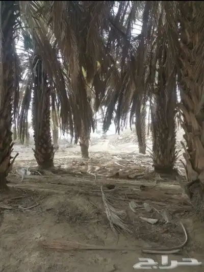 سعف نخل جريد لبييع جاهز 13
