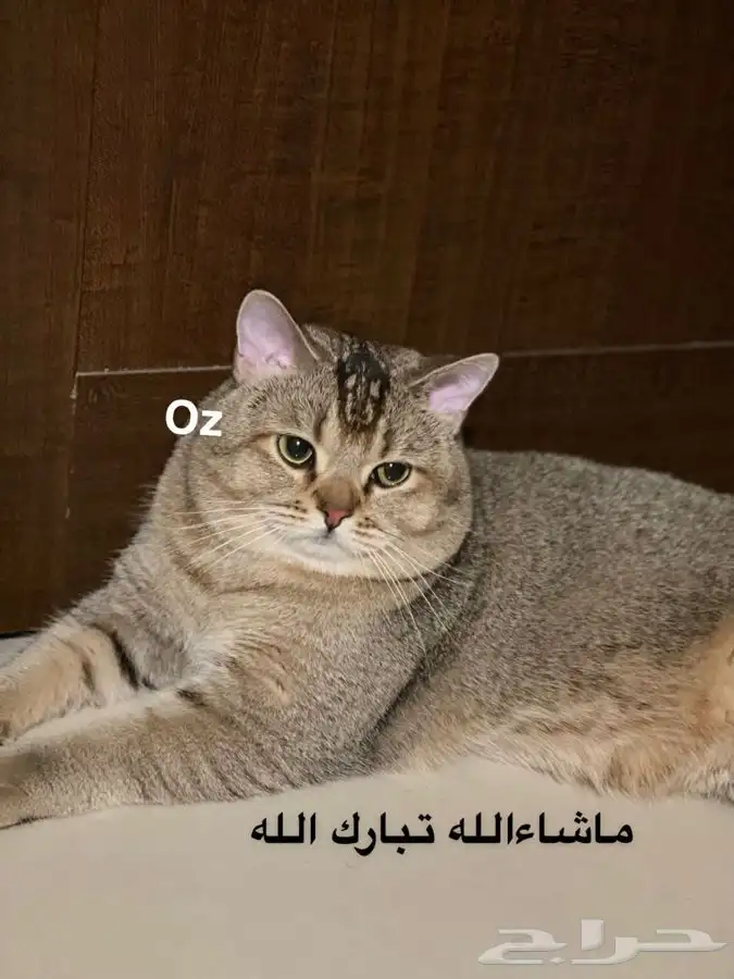 ذكر سكوتش قولد استريت Oz للتزاوج فندقة قطط 0