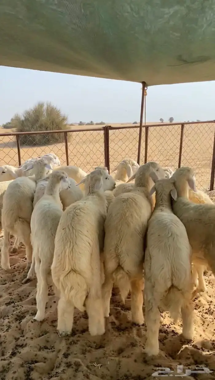 ذبايح ذبائح طليان حري نجدي نعيم تيوس الجبيل راس تنورة . 3
