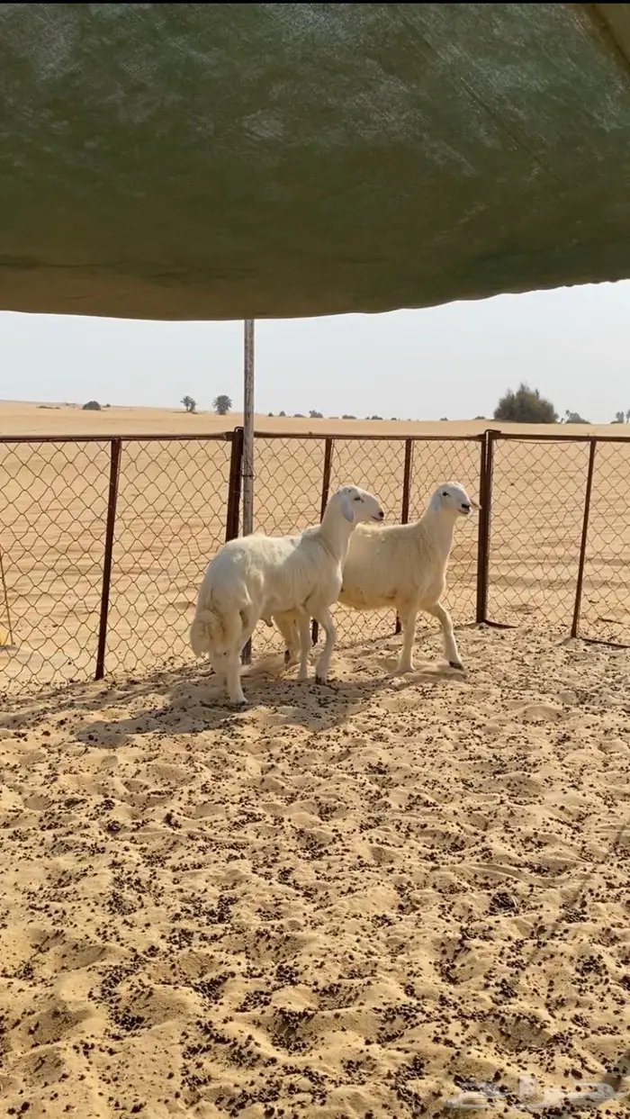 ذبايح ذبائح طليان حري نجدي نعيم تيوس الجبيل راس تنورة . 0