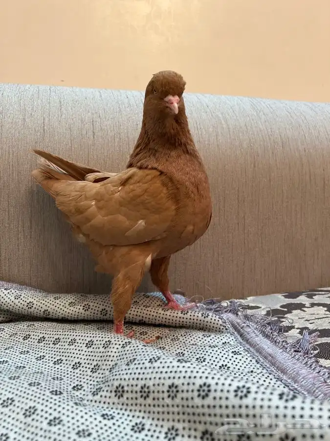(تم البيع )جوز كنق اصفر صافي سوبر سوبر جانبو 1