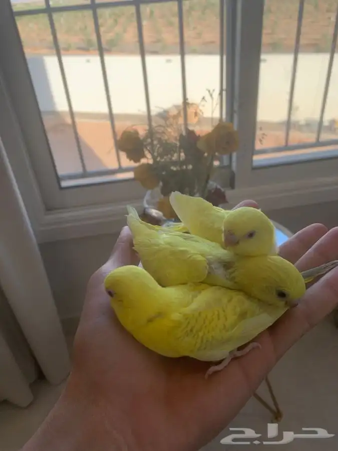فروخ بادجي غر 0
