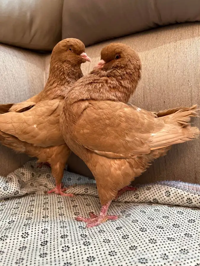 (تم البيع )جوز كنق اصفر صافي سوبر سوبر جانبو 0