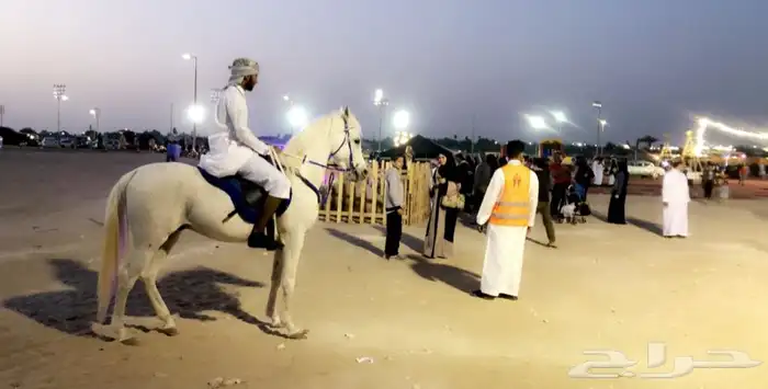 للحفلات والمناسبات حصان -حصان صغير للأطفال (سيسي)-جمل 4