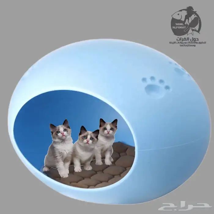 اجلال خيال و رشمة شعار المملكة اليوم الوطني 11