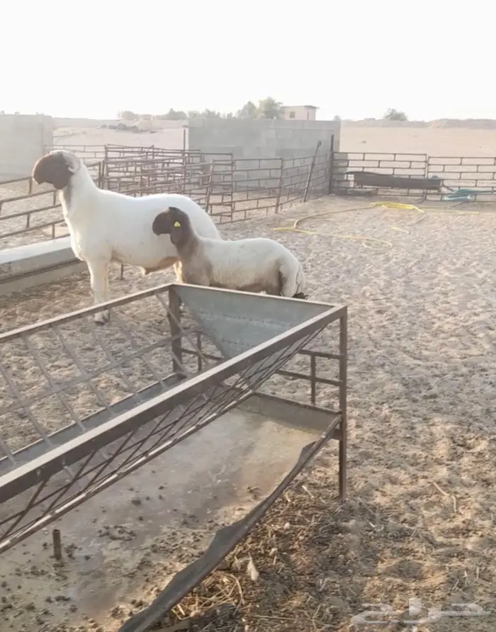 فحل نعيمي جذع خصم صنف فاخر رس وزين 1