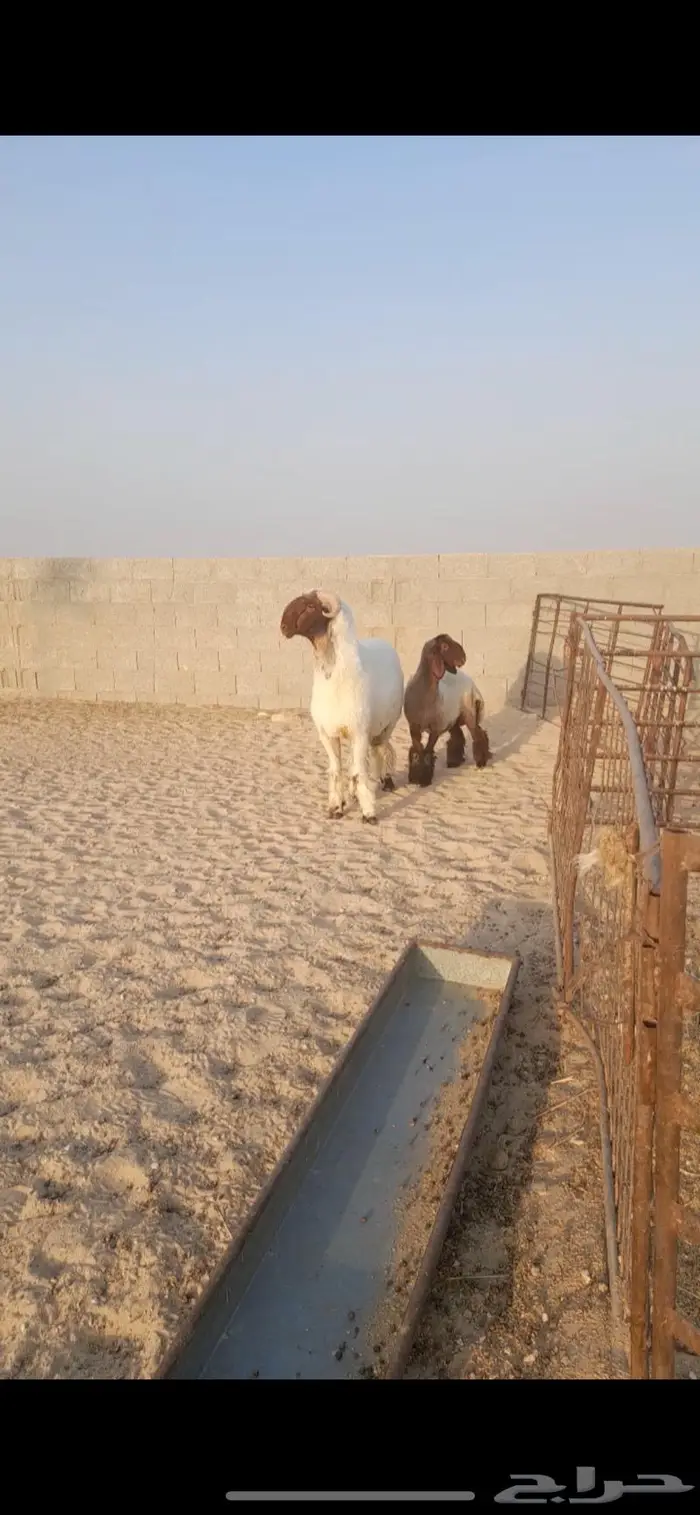 فحل نعيمي جذع خصم صنف فاخر رس وزين 5