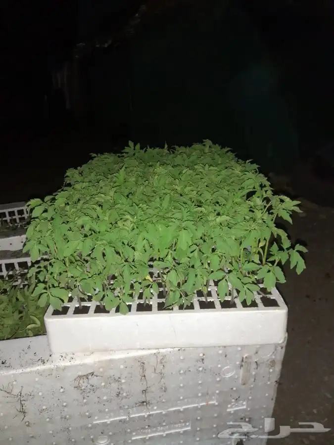 شتلات طماط وفلفل وانواعه وباذنجان وانوعه توصيل مجاني للكميات 3
