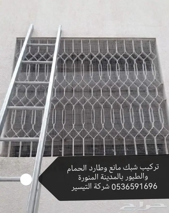 شركة مكافحة الحمام بالمدينة المنورة 9