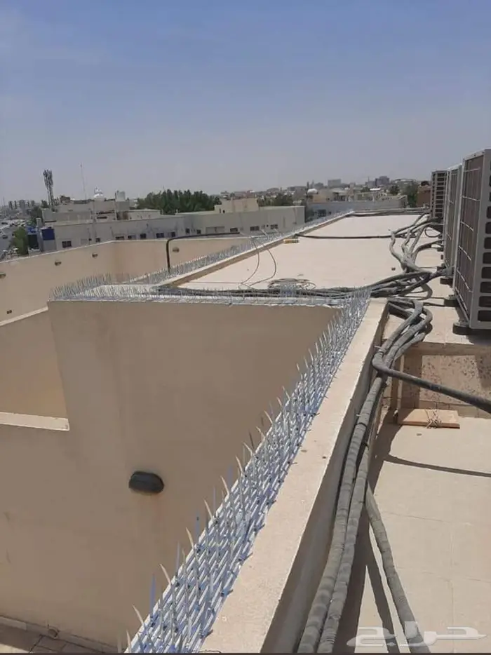شركة مكافحة الحمام بالمدينة المنورة 6