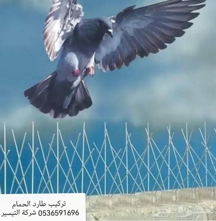 شركة مكافحة الحمام بالمدينة المنورة 0