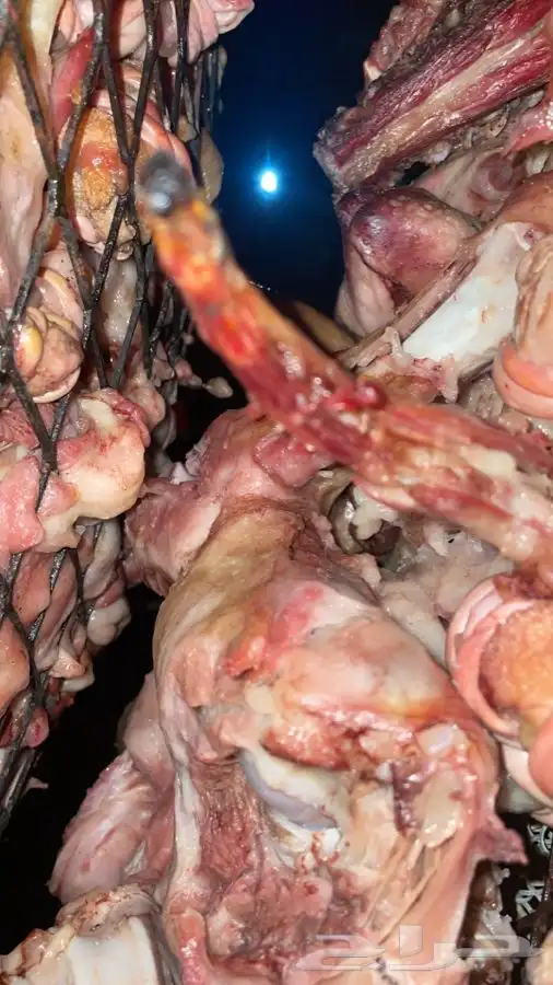 طبخ بالبشام والمرخ تيوس وطليان صغار وسط كبير مفطح حسب الطلب 4