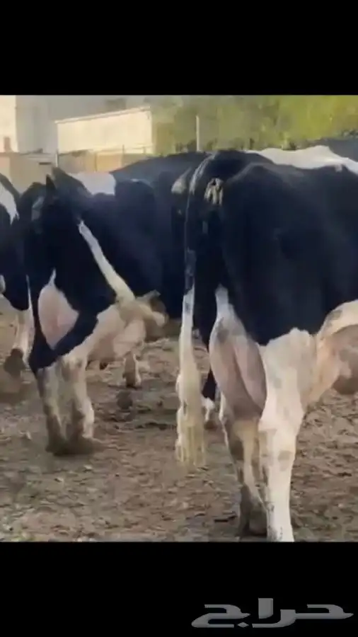 زبده   بقر   ماعز   غنم   عضويه وجوده عاليه 2