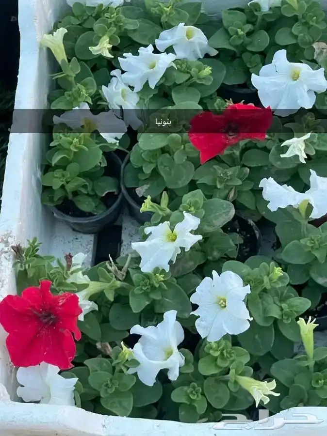 ورد و زهور و عطريات مشتل ريف ابها 1