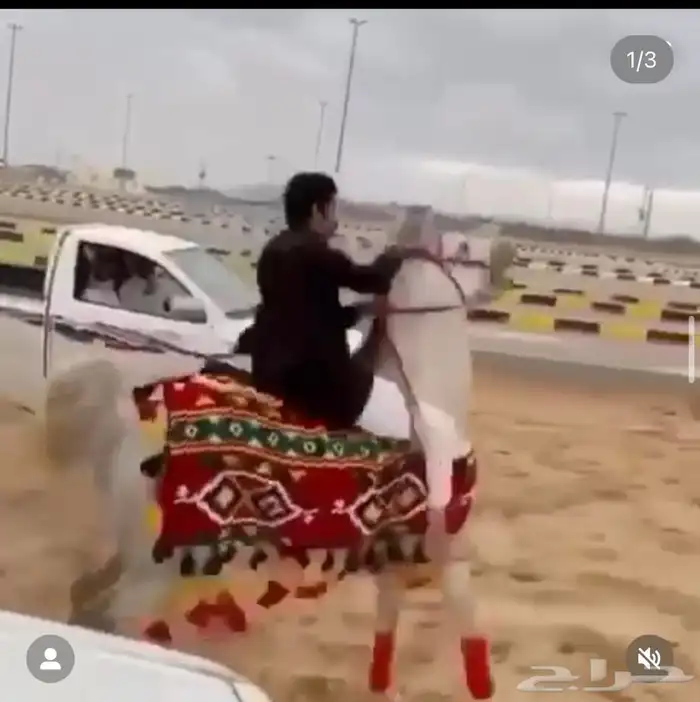 مستلزمات خيل توصيل اي منطقه( جمله او قطع ) 6