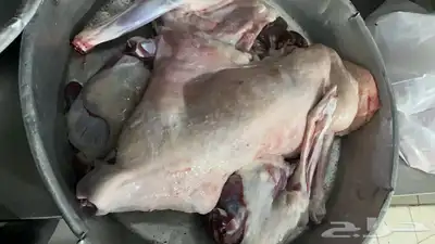 حنيذ بالمرخ او البشام ذبايح تيوس وطليان 1