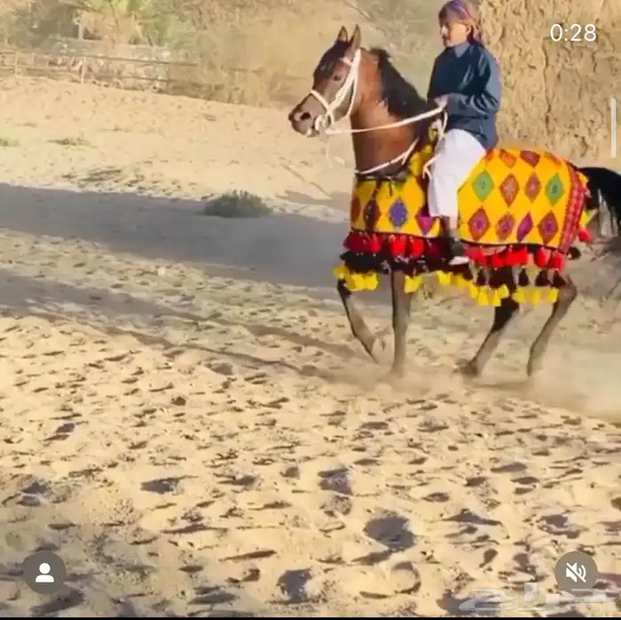 مستلزمات خيل توصيل اي منطقه( جمله او قطع ) 7